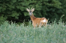 Capriolo maschio